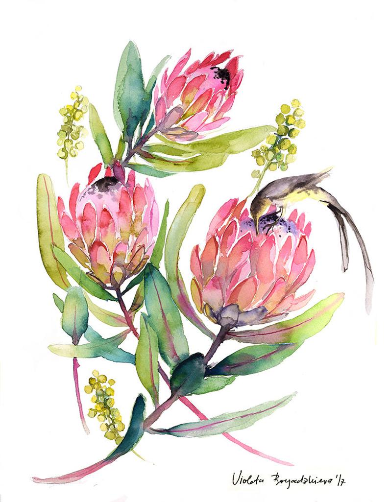 Protea Flower