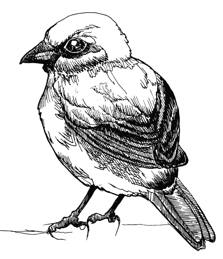 Little Sparrow